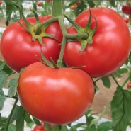 tomata-marglobe